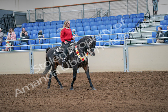 2020 - AB Morgan Horse - Sat, Sept 05 - 10514