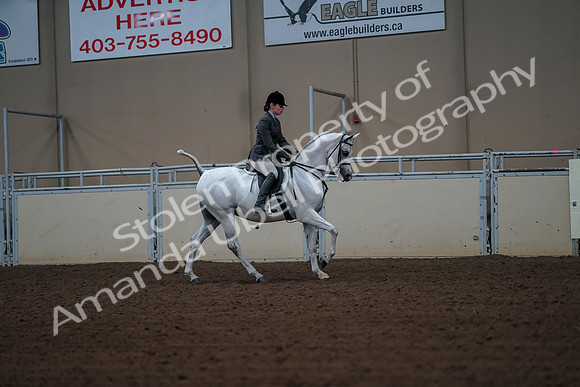 2019 Morgan Horse Show - Aug 30, 2019 - 17549