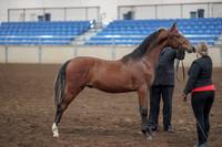 2019 Morgan Horse Show - Aug 31, 2019 - 00135