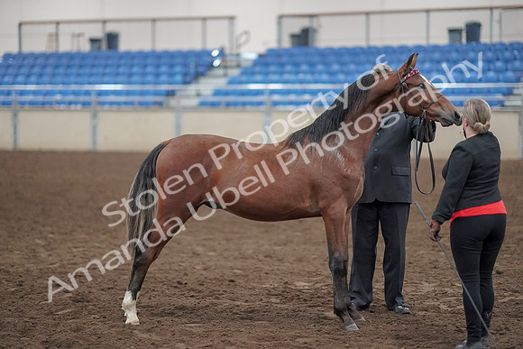 2019 Morgan Horse Show - Aug 31, 2019 - 00135