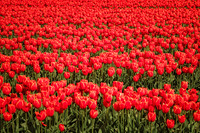 2024 - April 14 - tulip festival - 0560