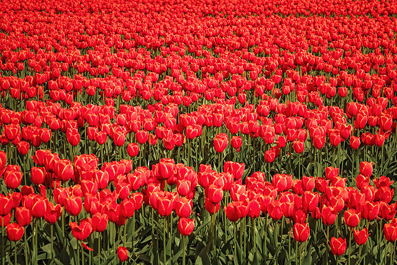 2024 - April 14 - tulip festival - 0560
