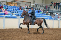 2020 - AB Morgan Horse - Sat, Sept 05 - 07901