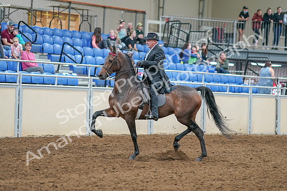 2020 - AB Morgan Horse - Sat, Sept 05 - 07901