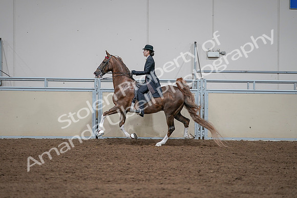 2020 - AB Morgan Horse - Fri, Sept 04 - 09623