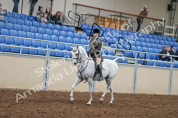 2020 - AB Morgan Horse - Sat, Sept 05 - 14425