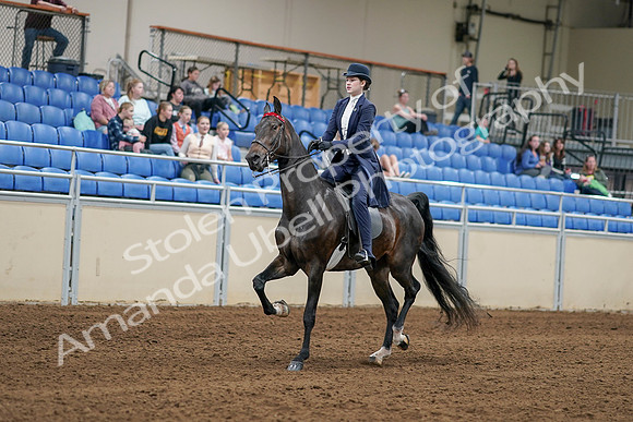 2020 - AB Morgan Horse - Sat, Sept 05 - 06261