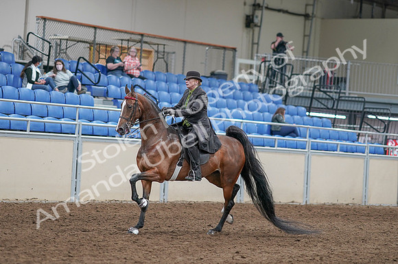 2020 - AB Morgan Horse - Fri, Sept 04 - 09532