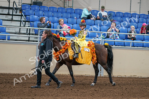 2020 - AB Morgan Horse - Sat, Sept 05 - 05770