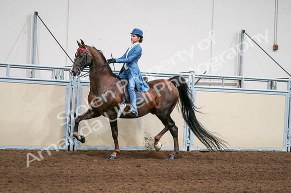 2020 - AB Morgan Horse - Fri, Sept 04 - 04939