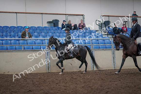 2019 Morgan Horse Show - Aug 31, 2019 - 14862