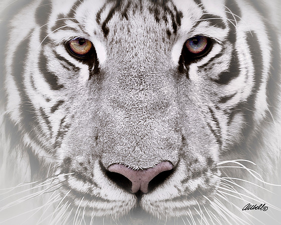 Big Cats - 012