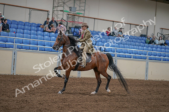 2020 - AB Morgan Horse - Fri, Sept 04 - 11417