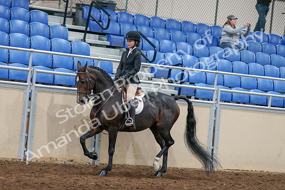 2020 - AB Morgan Horse - Sat, Sept 05 - 14412