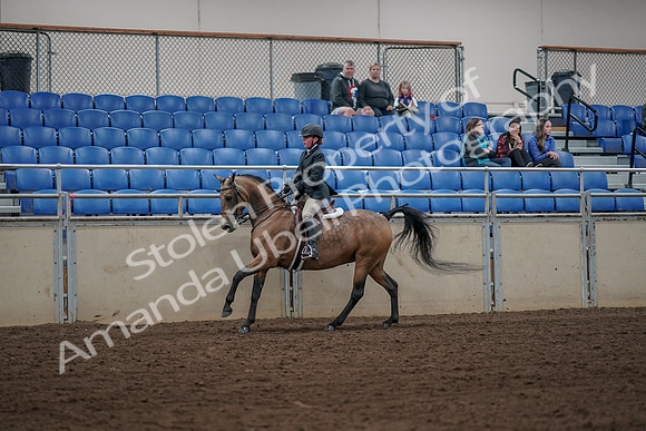 2019 Morgan Horse Show - Aug 31, 2019 - 05145