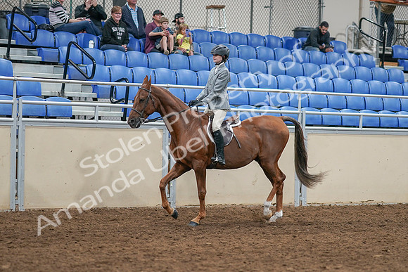 2020 - AB Morgan Horse - Sat, Sept 05 - 02604
