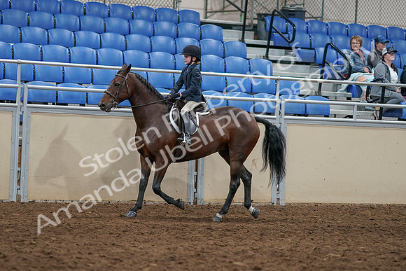 2020 - AB Morgan Horse - Sun, Sept 06 - 07906