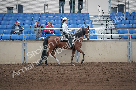 2019 Morgan Horse Show - Sept 01, 2019 - 07151