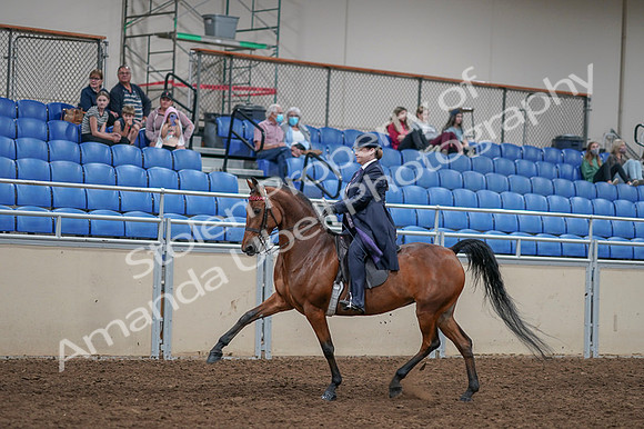 2020 - AB Morgan Horse - Fri, Sept 04 - 11226