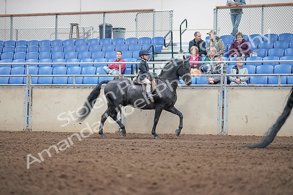 2019 Morgan Horse Show - Aug 31, 2019 - 19626