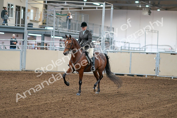2020 - AB Morgan Horse - Fri, Sept 04 - 02226
