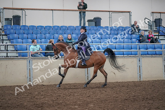 2019 Morgan Horse Show - Aug 31, 2019 - 08838