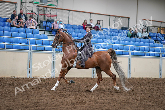 2020 - AB Morgan Horse - Fri, Sept 04 - 11188