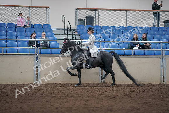 2019 Morgan Horse Show - Aug 31, 2019 - 09341