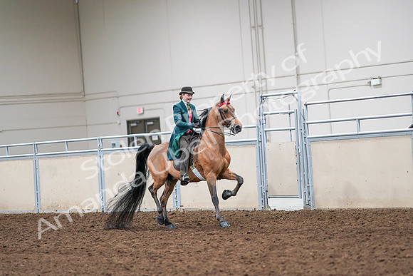 2020 - AB Morgan Horse - Sat, Sept 05 - 14006