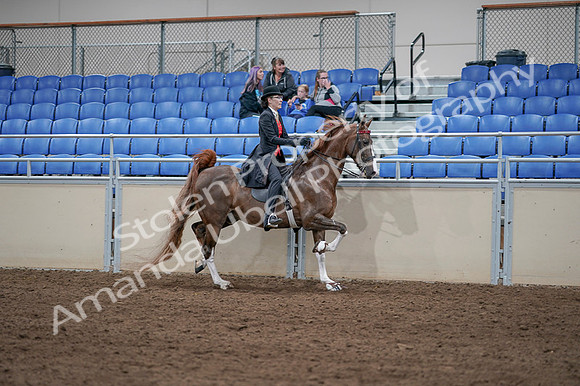 2020 - AB Morgan Horse - Fri, Sept 04 - 09867