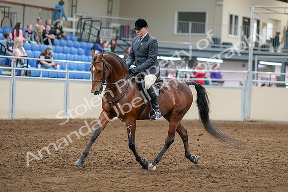 2020 - AB Morgan Horse - Sat, Sept 05 - 06860