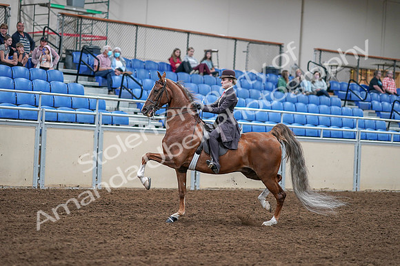2020 - AB Morgan Horse - Fri, Sept 04 - 11184