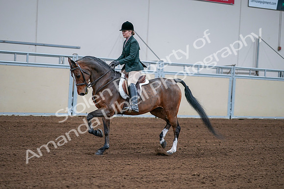 2020 - AB Morgan Horse - Fri, Sept 04 - 01698