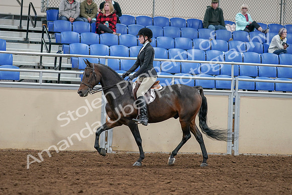 2020 - AB Morgan Horse - Sat, Sept 05 - 14380