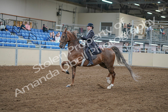 2020 - AB Morgan Horse - Fri, Sept 04 - 11288