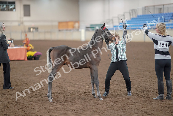 2019 Morgan Horse Show - Aug 30, 2019 - 24883
