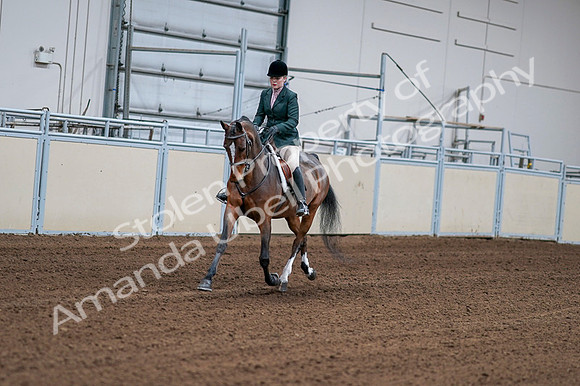 2020 - AB Morgan Horse - Fri, Sept 04 - 01672