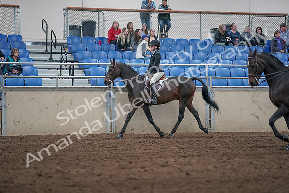 2019 Morgan Horse Show - Aug 31, 2019 - 20423