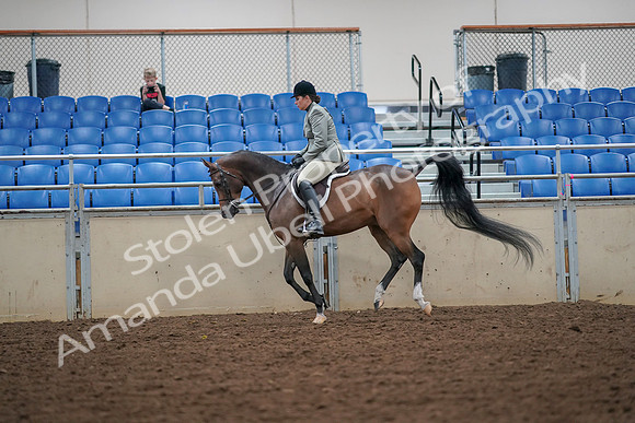 2019 Morgan Horse Show - Aug 30, 2019 - 17384
