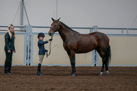 2020 - AB Morgan Horse - Fri, Sept 04 - 01006