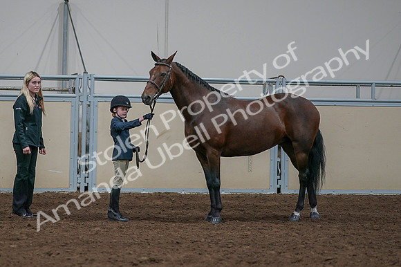 2020 - AB Morgan Horse - Fri, Sept 04 - 01006
