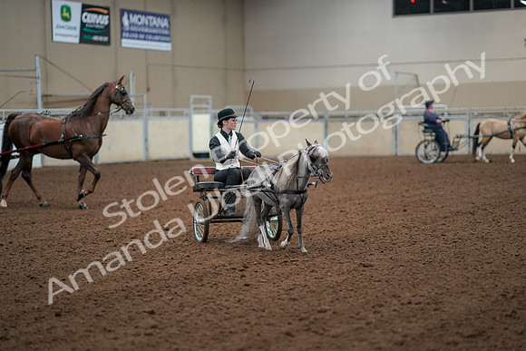 2019 Morgan Horse Show - Aug 30, 2019 - 13332