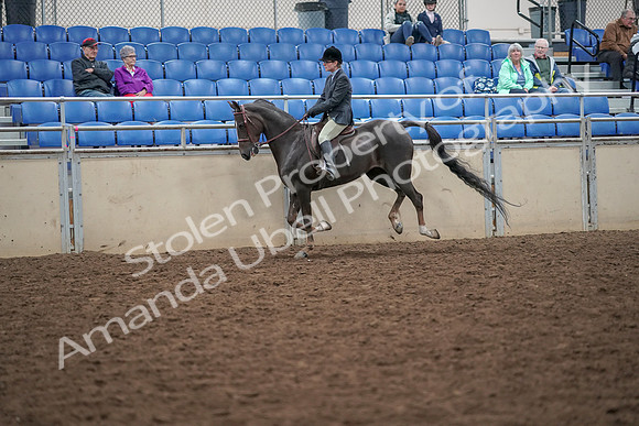 2019 Morgan Horse Show - Aug 30, 2019 - 20482