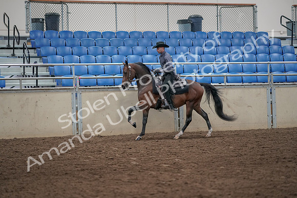 2019 Morgan Horse Show - Aug 31, 2019 - 06099