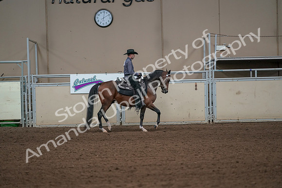 2019 Morgan Horse Show - Aug 31, 2019 - 06187