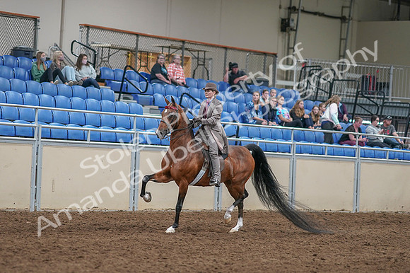 2020 - AB Morgan Horse - Fri, Sept 04 - 11355