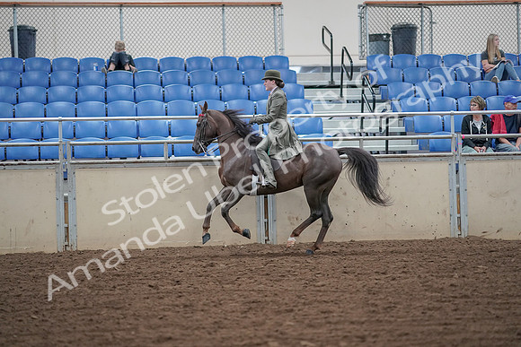 2019 Morgan Horse Show - Aug 30, 2019 - 15605