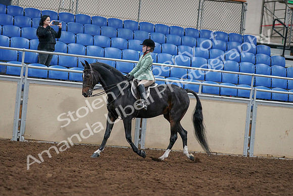 2020 - AB Morgan Horse - Sun, Sept 06 - 07799