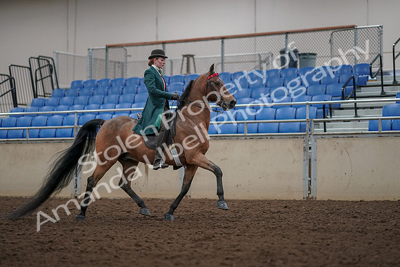 2019 Morgan Horse Show - Aug 30, 2019 - 28247