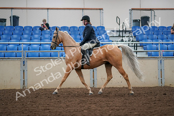 2019 Morgan Horse Show - Aug 30, 2019 - 16241